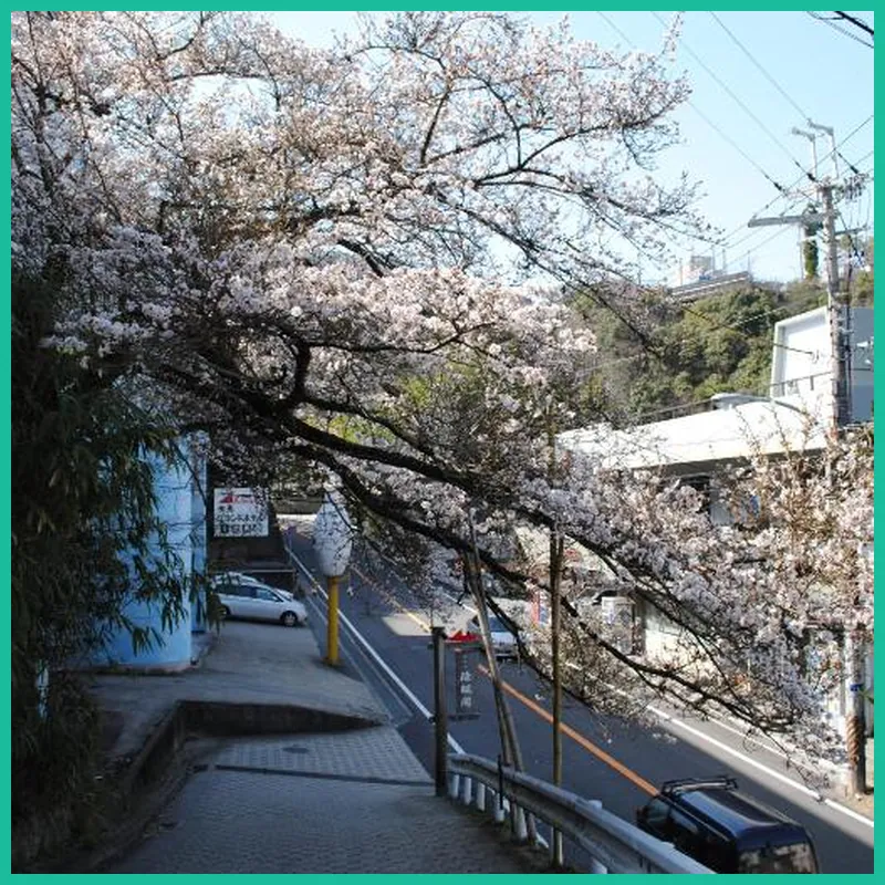 Negiya Traditional Japanese Spa Ryokan hotel view