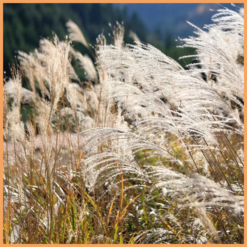 The Lodge MIWA 호텔 이미지